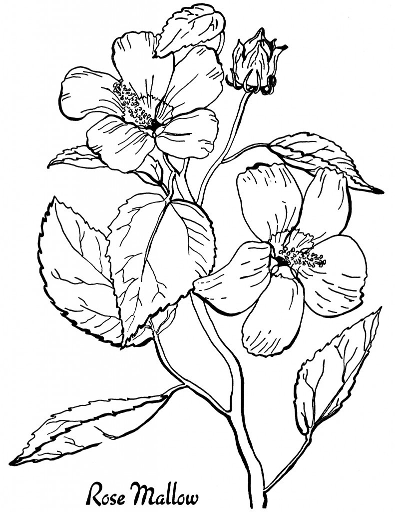 Adult Coloring Sheet
 10 Floral Adult Coloring Pages The Graphics Fairy