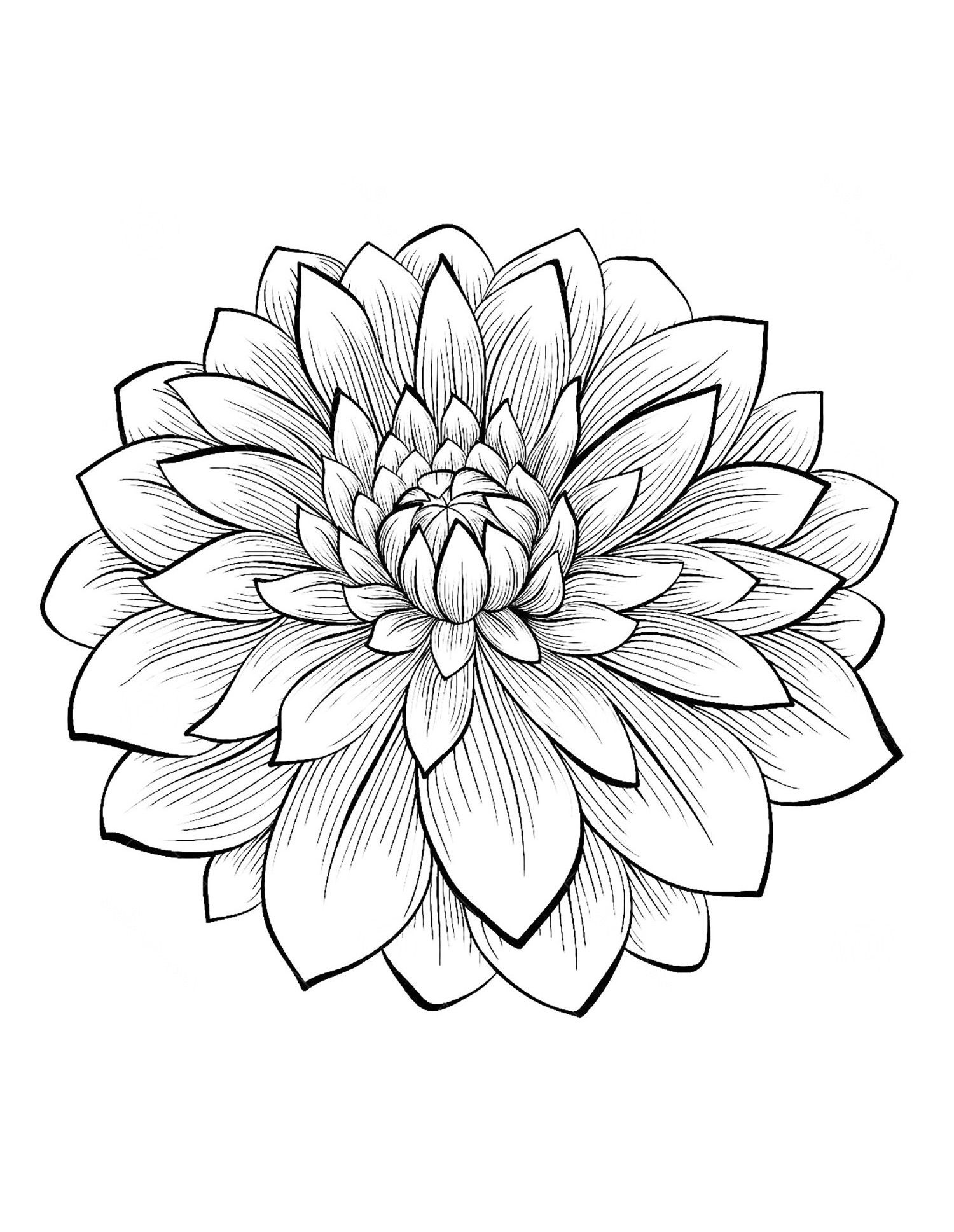 Adult Flower Coloring Pages
 Dahlia color one of the most beautiful flowers From the
