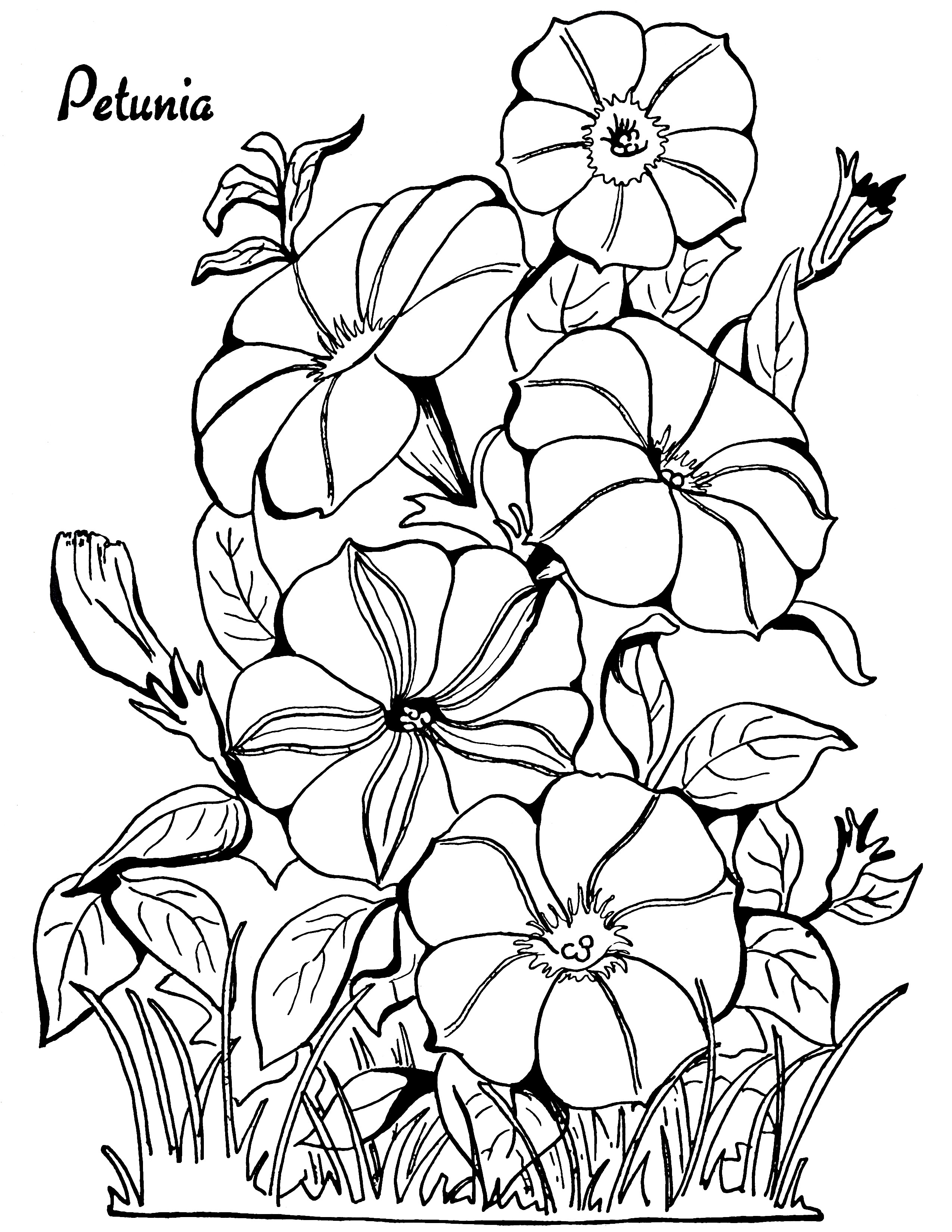 Adult Flower Coloring Pages
 Adult Coloring Page Petunias The Graphics Fairy