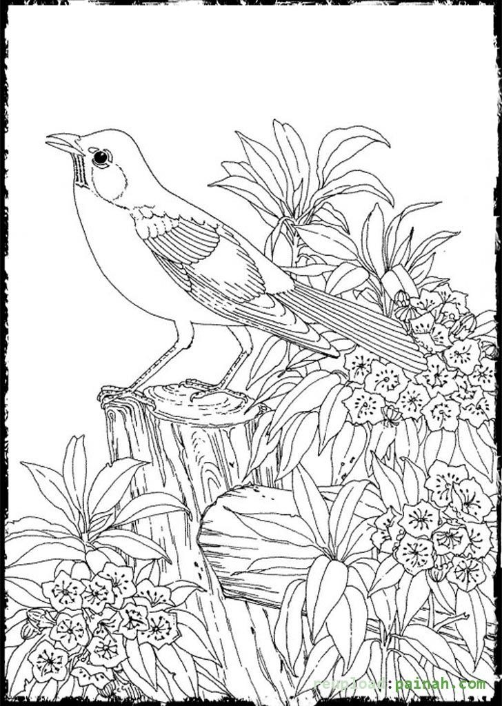 Advanced Coloring Books For Adults
 Advanced Coloring Pages for Adults Bird Cute