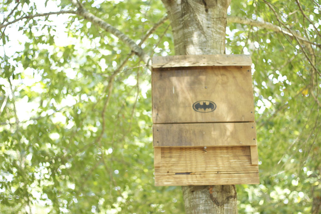 Bat House Plans DIY
 DIY Bat House PetDIYs