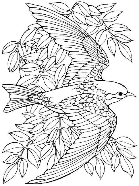 Bird Coloring Book For Adults
 Printable advanced Bird Coloring Pages for Adults free