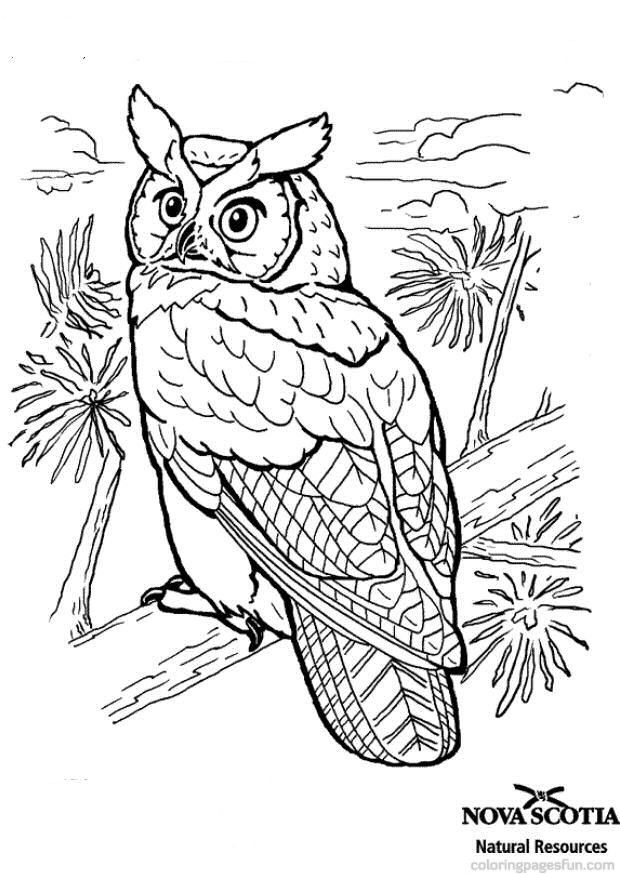 Bird Coloring Book For Adults
 Bird Coloring Pages