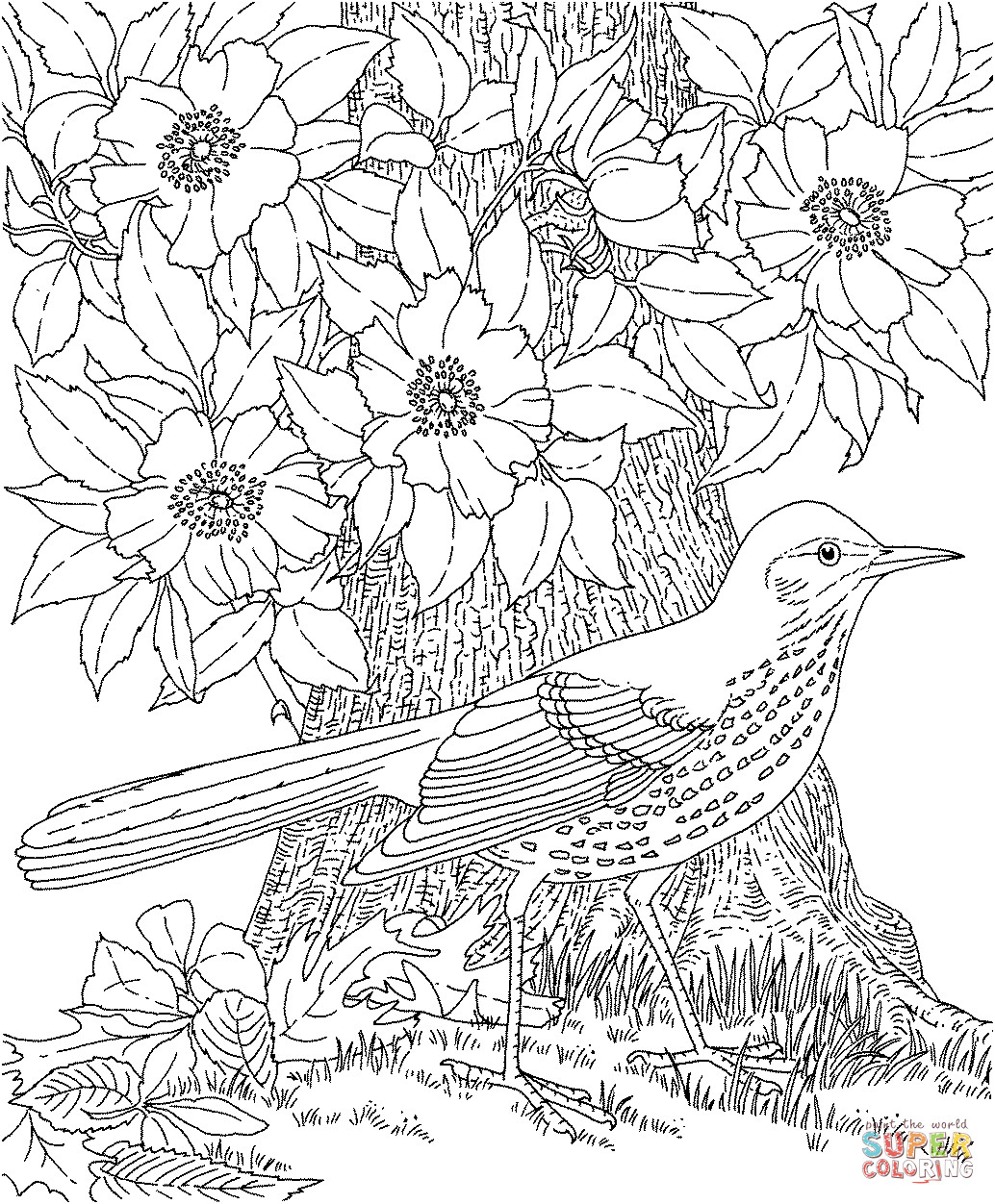 Bird Coloring Book For Adults
 Brown Thrasher and Cherokee Rose Georgia bird and flower