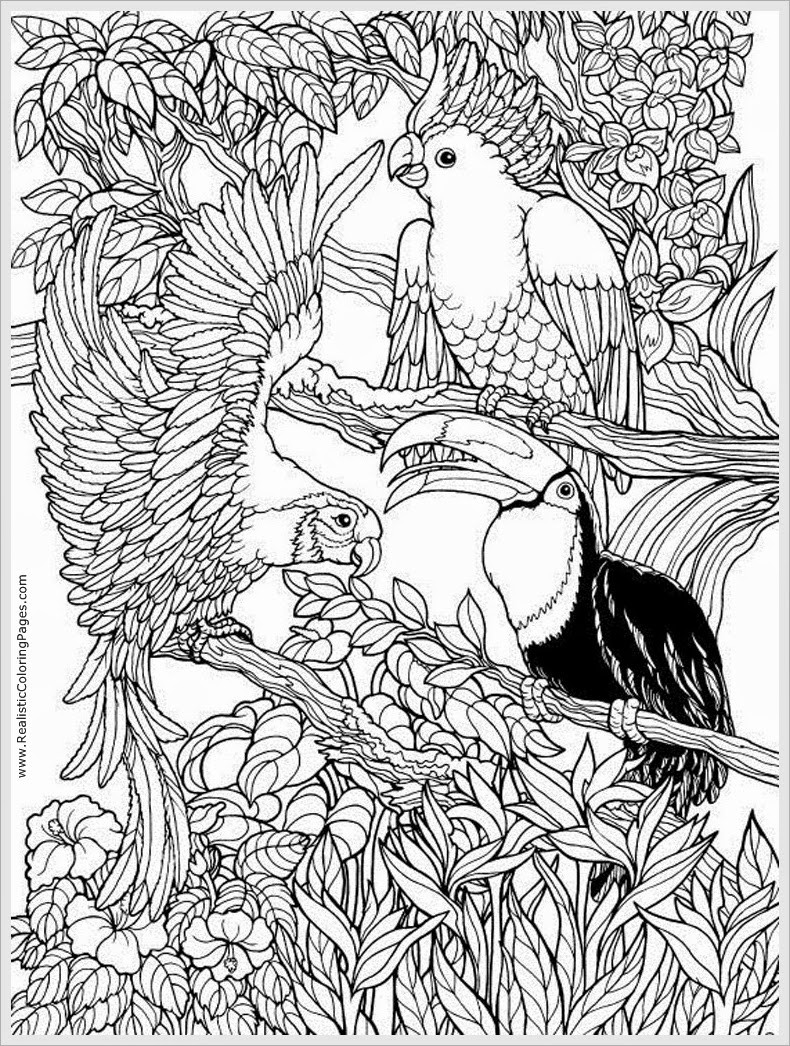 Bird Coloring Book For Adults
 Parrots Bird Adult Free Coloring Pages