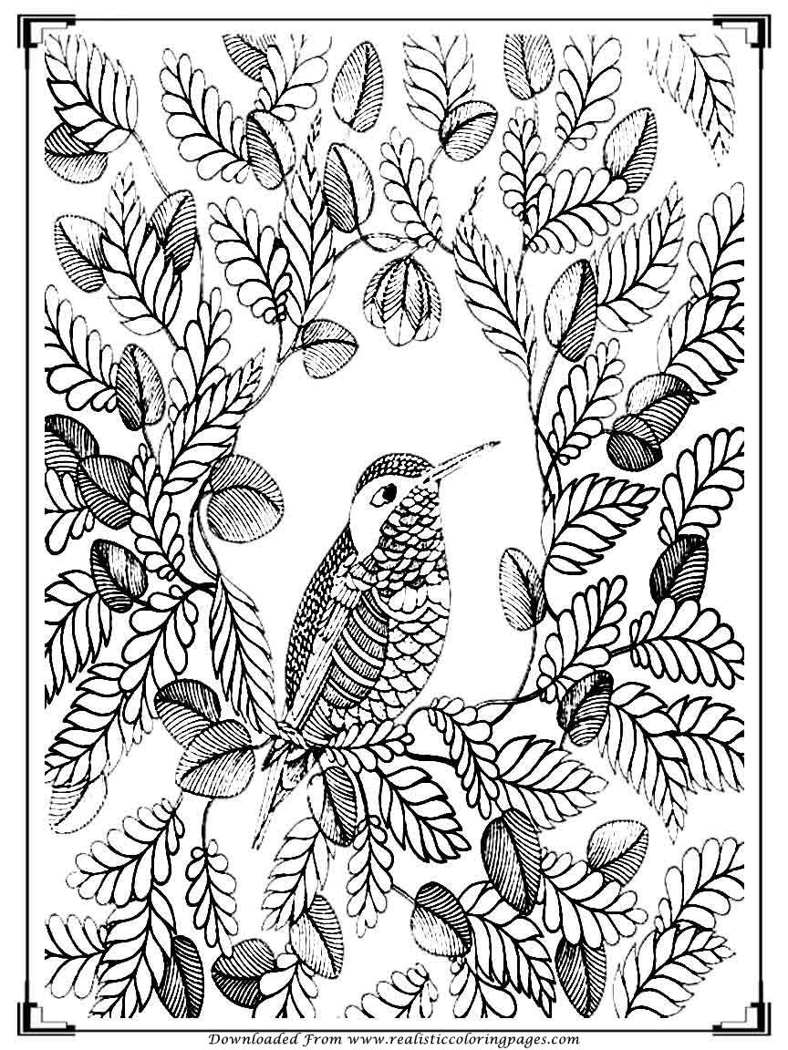 Bird Coloring Book For Adults
 Printable Birds Coloring Pages For Adults