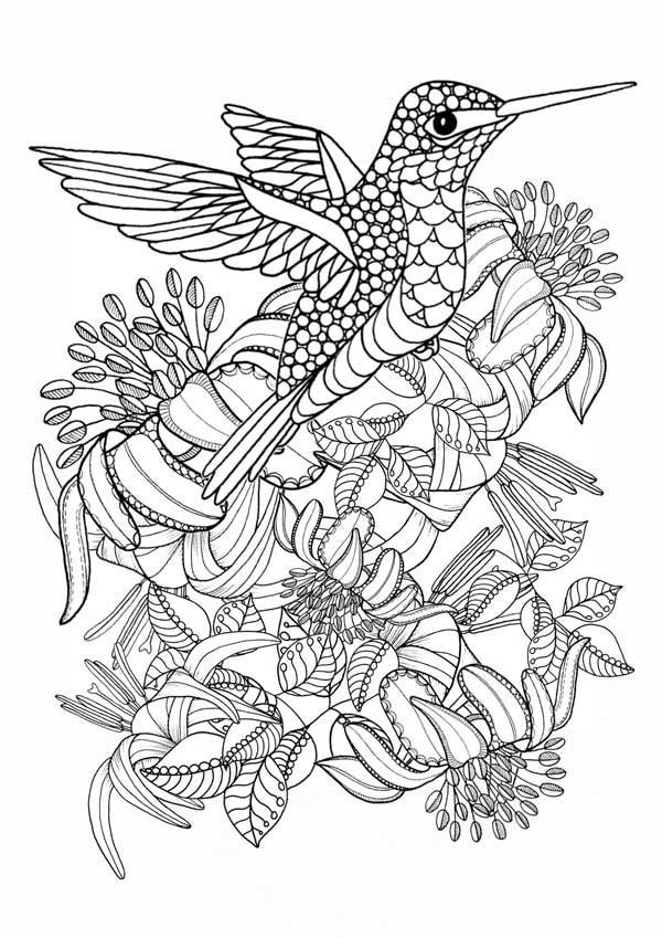 Bird Coloring Book For Adults
 Hummingbird Printable Coloring Pages Digital of