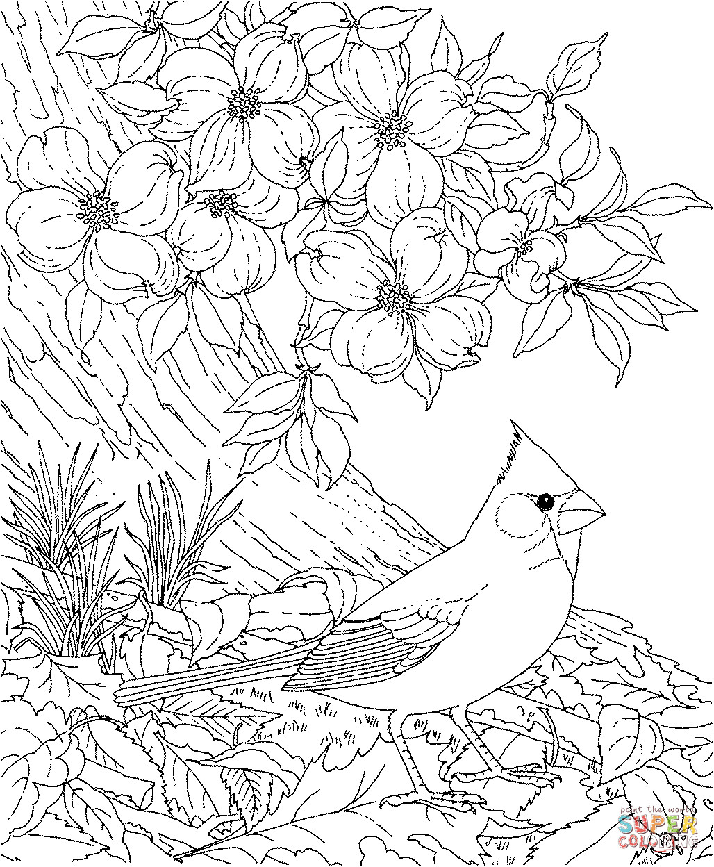 Bird Coloring Book For Adults
 Red Cardinal and Dogwood Blossom North Carolina Bird and
