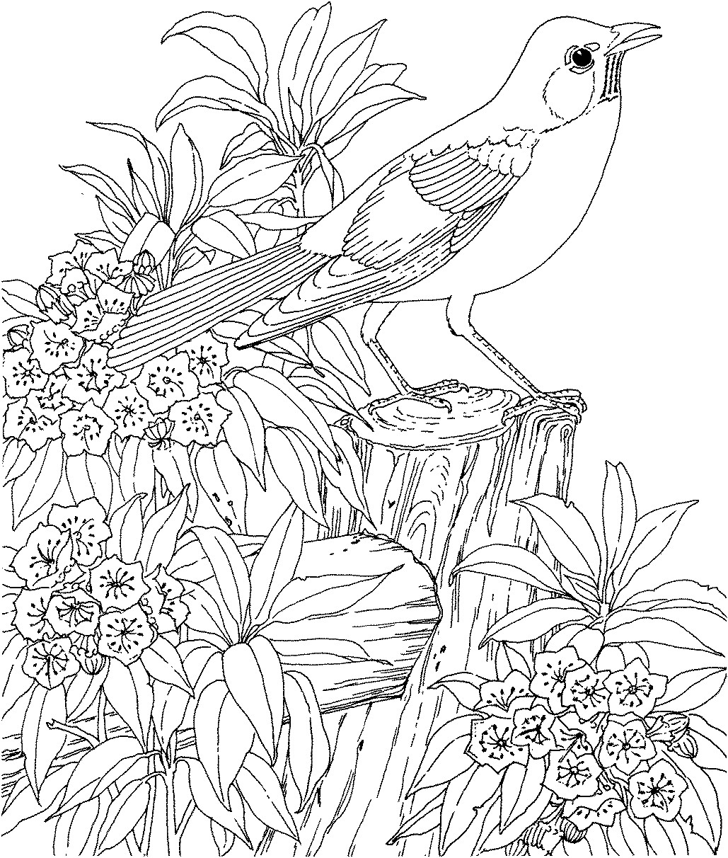 Bird Coloring Book For Adults
 Birds Coloring Pages