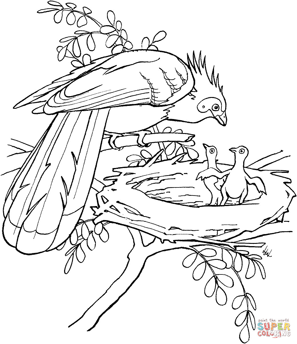 Bird Coloring Sheet
 Hoatzin bird coloring page