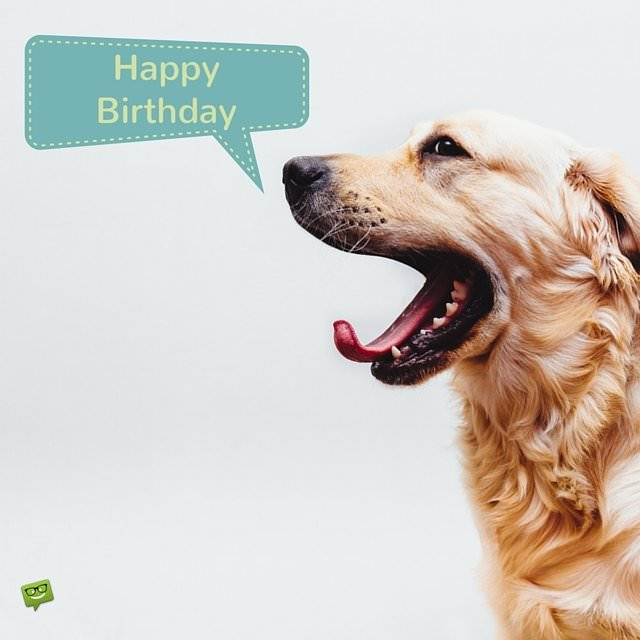 Birthday Wishes For Dog Lovers
 25 Original Happy Birthday that Will Make Someone