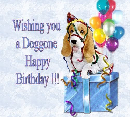 Birthday Wishes For Dog Lovers
 happy birthday dog lover