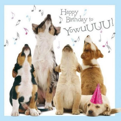 Birthday Wishes For Dog Lovers
 Happy Birthday Memes Dog