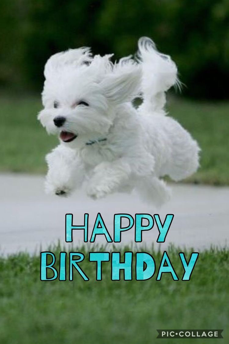 Birthday Wishes For Dog Lovers
 The Best Happy Birthday Memes