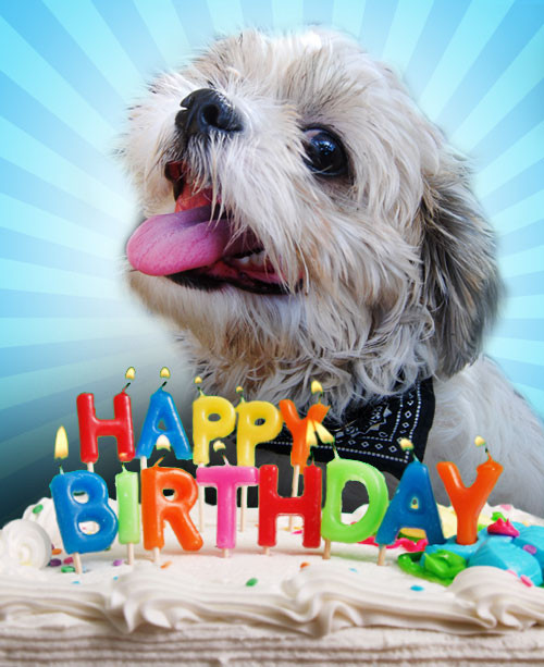Birthday Wishes For Dog Lovers
 Somebody turned 3 today Pinoy Dog Lover