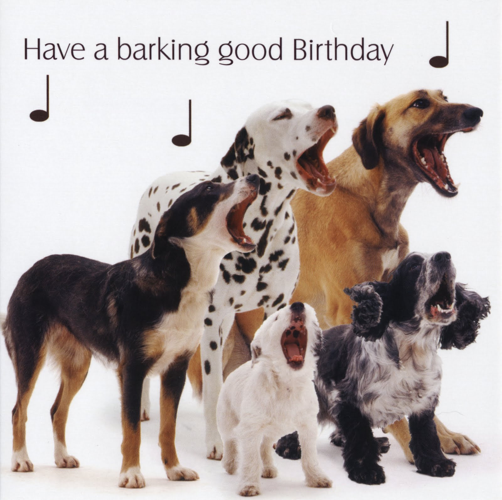 Birthday Wishes For Dog Lovers
 Geoffrey Woollard 4 South East Cambridgeshire Some nice