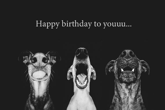 Birthday Wishes For Dog Lovers
 Birthday greetings for dog lovers Portrait und