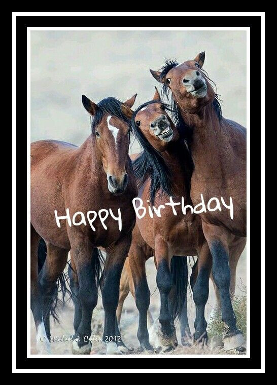 Birthday Wishes With Horses
 Horses happy birthday For others Pinterest