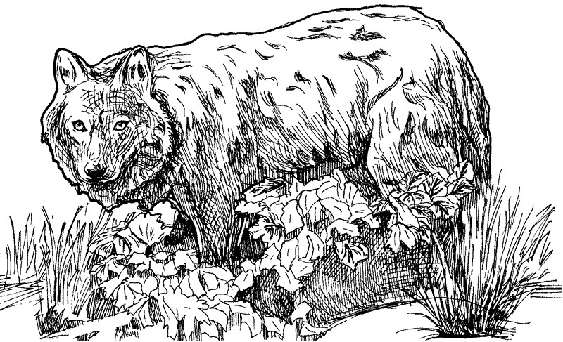 Boys Hard Coloring Pages Animal
 Wolf Coloring Page coloring page & book for kids