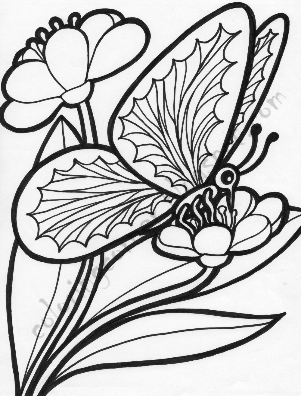 Butterflies Coloring Pages
 Butterfly Coloring Pages