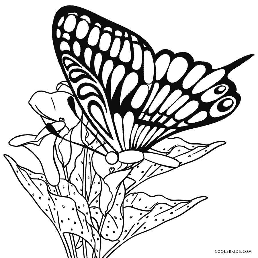 Butterflies Coloring Pages
 Printable Butterfly Coloring Pages For Kids