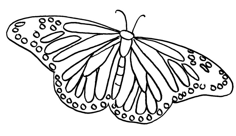 Butterfly Coloring Pages For Boys
 Butterfly Coloring Page 2019 Best Cool Funny