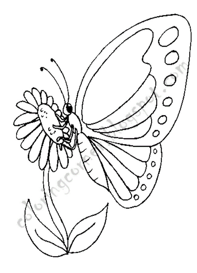 Butterfly Coloring Pages For Boys
 Butterfly Coloring Pages