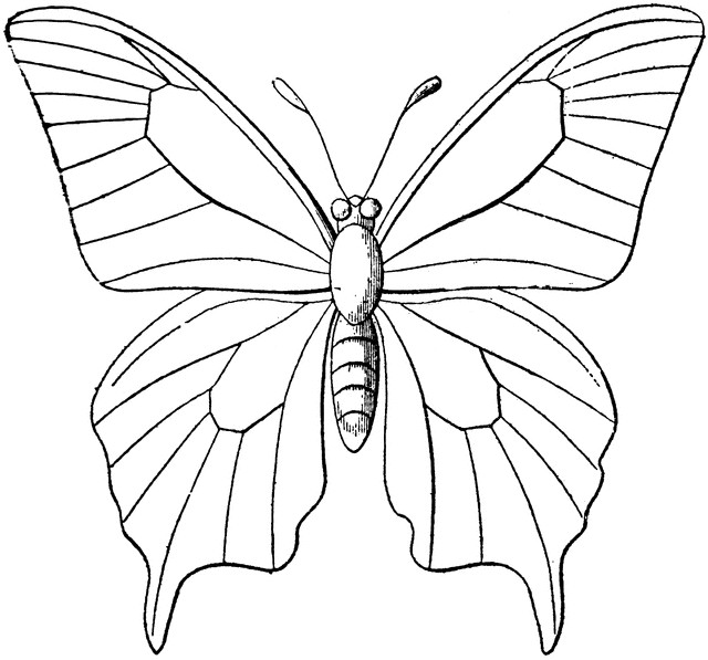 Butterfly Coloring Pages For Boys
 Butterfly Outline