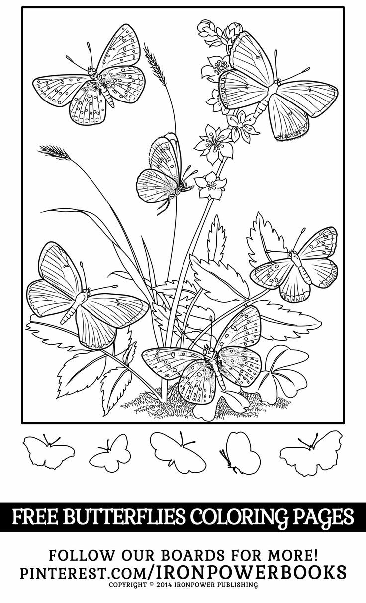 Butterfly Coloring Pages For Girls
 87 best butterfly coloring pages images on Pinterest