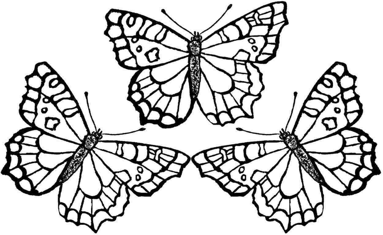 Butterfly Coloring Pages For Girls
 Butterfly Coloring Pages Bestofcoloring