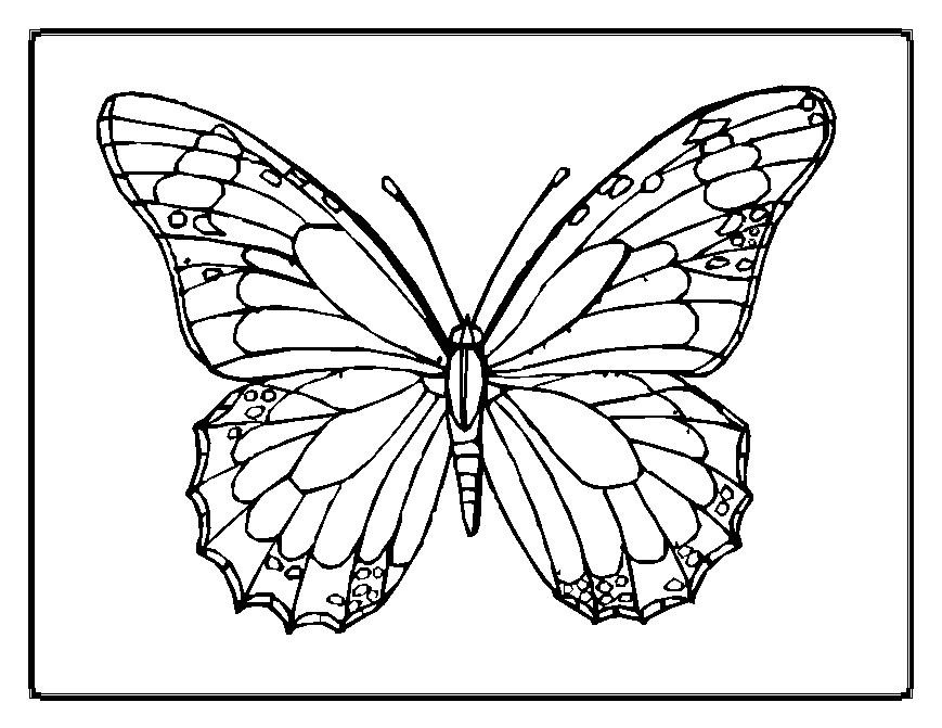 Butterfly Coloring Pages For Girls
 Cute and Beauty Butterfly Coloring Sheet