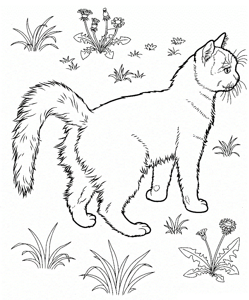 Cat Coloring Pages To Print
 Free Printable Cat Coloring Pages For Kids