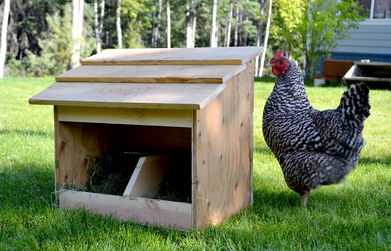 Chicken Nesting Boxes DIY
 8 Free Chicken Nesting Box Plans And Ideas