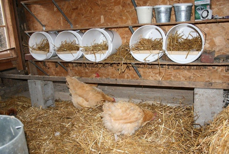Chicken Nesting Boxes DIY
 Chicken nesting box ideas – The Owner Builder Network