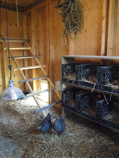 Chicken Nesting Boxes DIY
 Hen House