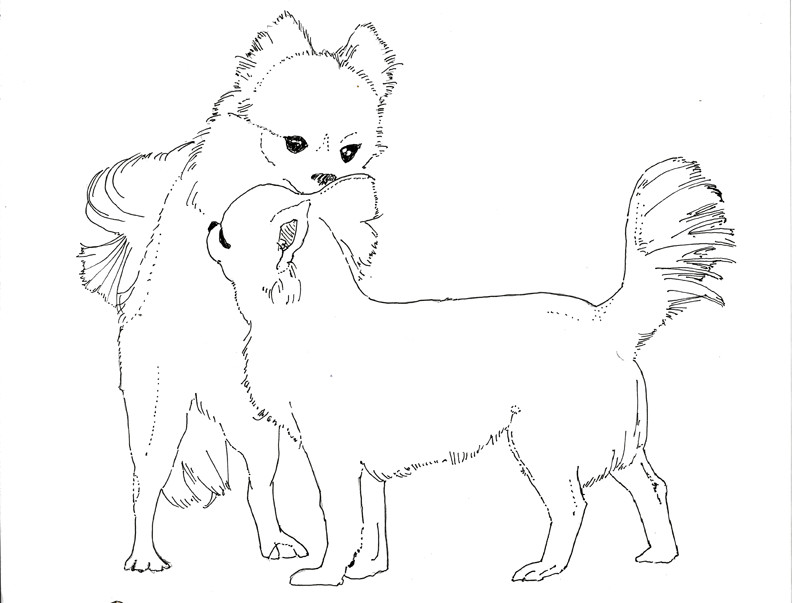 Chihuahua Coloring Pages
 Chihuahua Coloring Pages