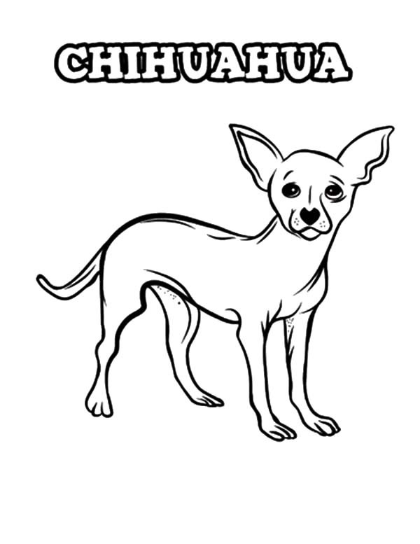 Chihuahua Coloring Pages
 Chihuahua Dog