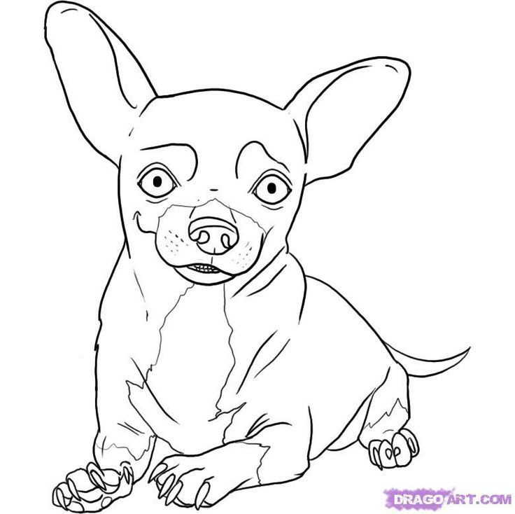 Chihuahua Coloring Pages
 Chihuahua Coloring Pages Coloring Home