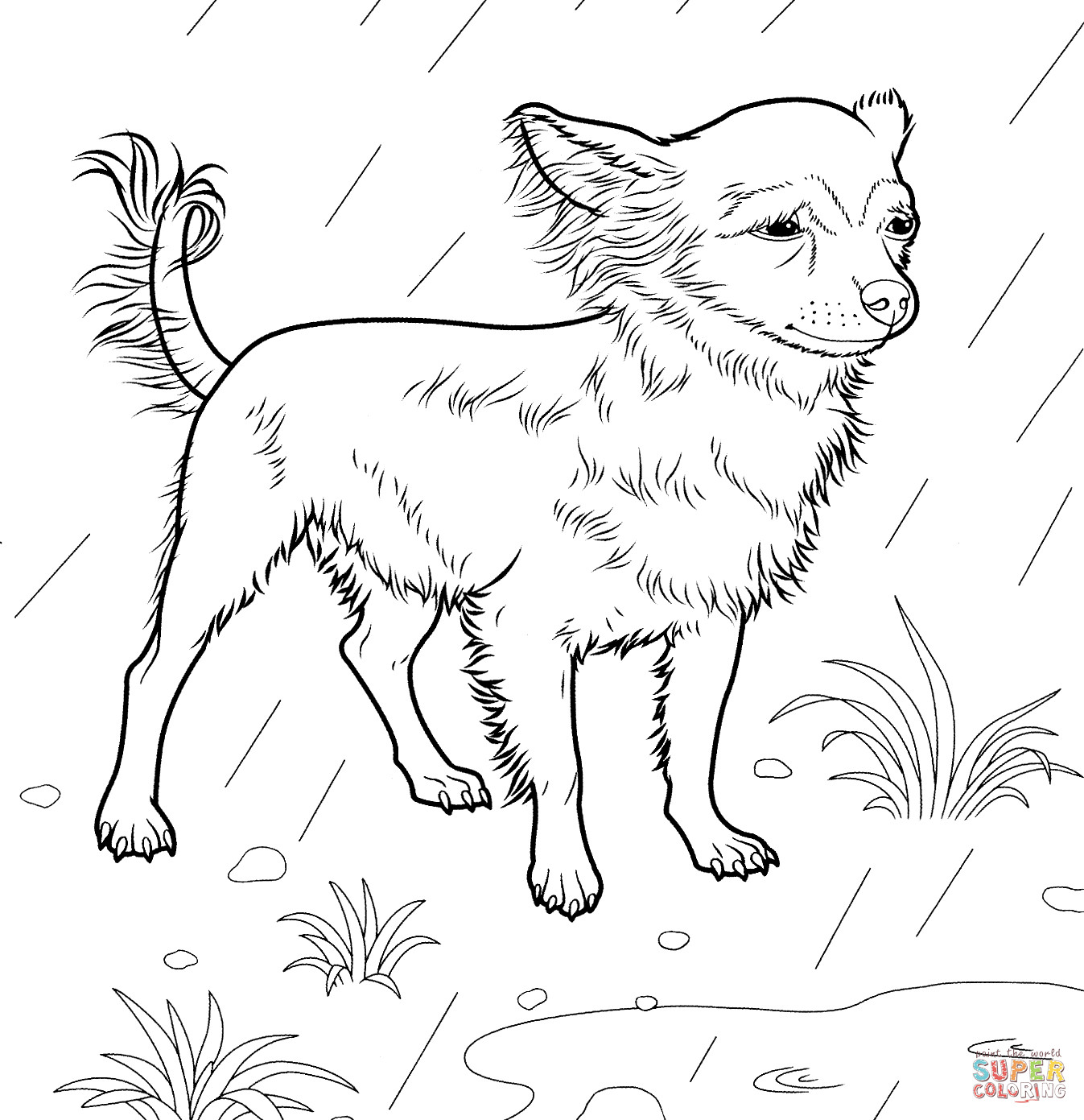 Chihuahua Coloring Pages
 Chihuahua coloring page