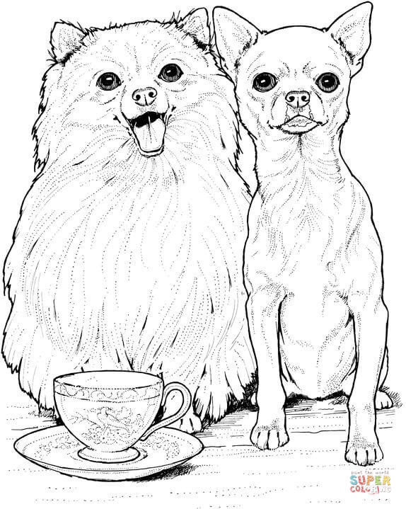 Chihuahua Coloring Pages
 Pomeranian dog and Chihuahua coloring page