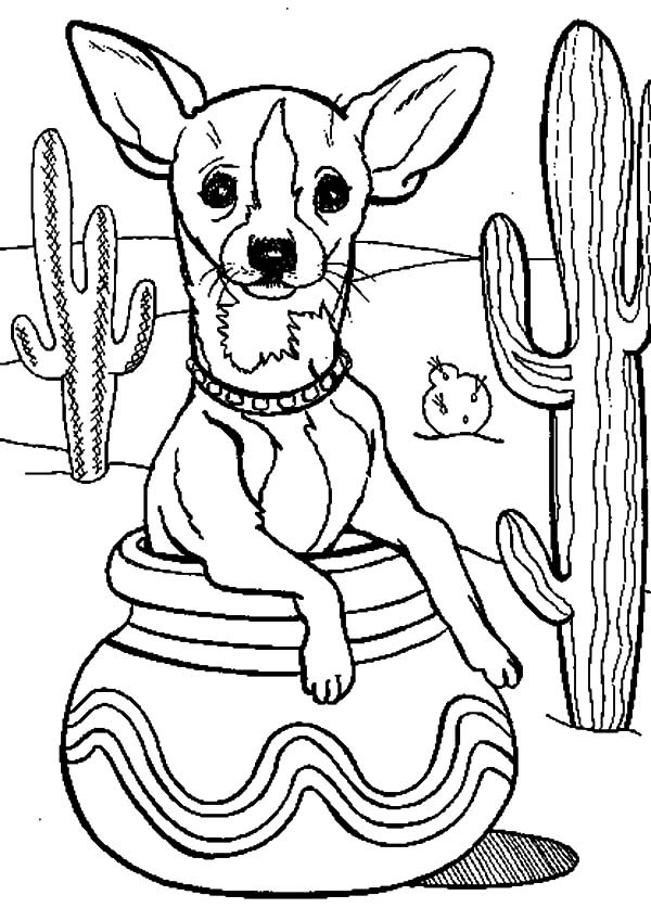 Chihuahua Coloring Pages
 Chihuahua Dog