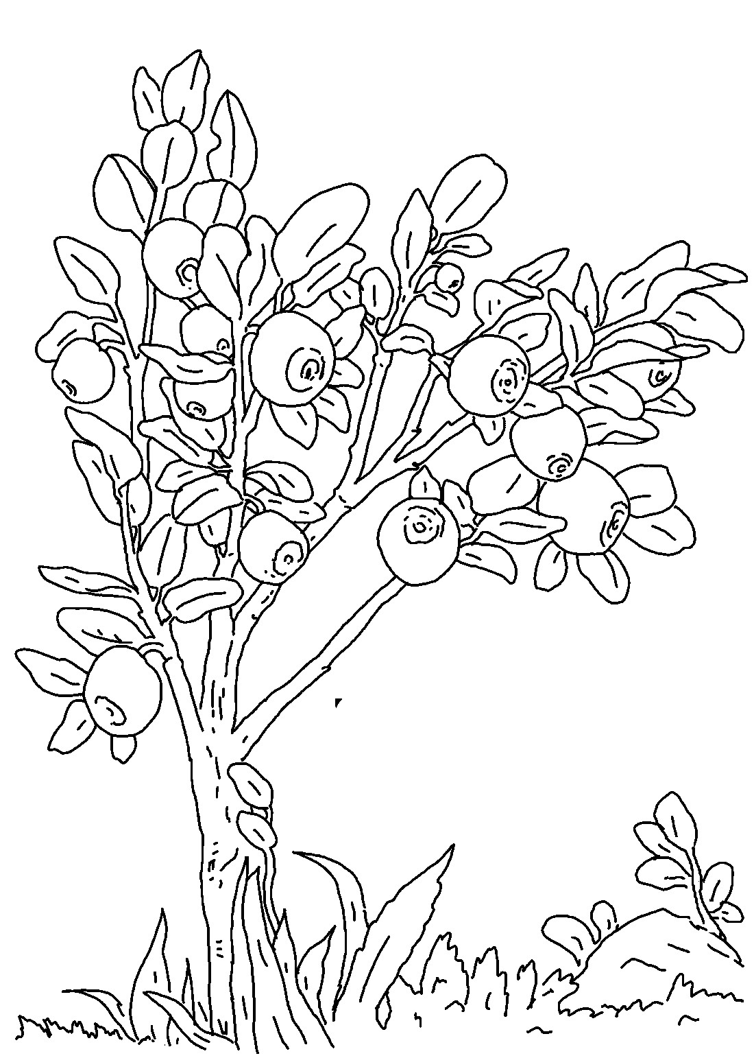 Coloring Book Free Download
 Blueberries coloring pages to and print for free