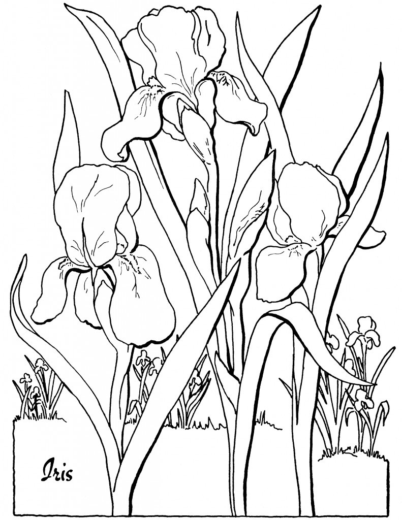 Coloring Pages Adults
 10 Floral Adult Coloring Pages The Graphics Fairy