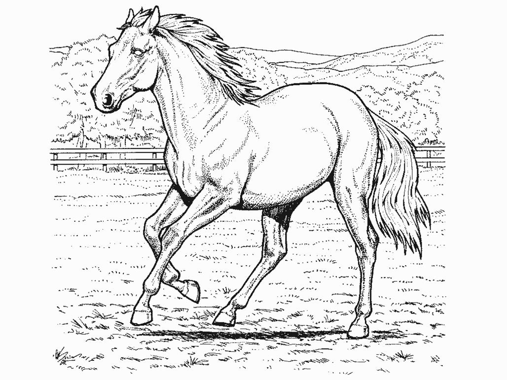 Coloring Pages For Adults Horses
 Horse Drawing Pages
