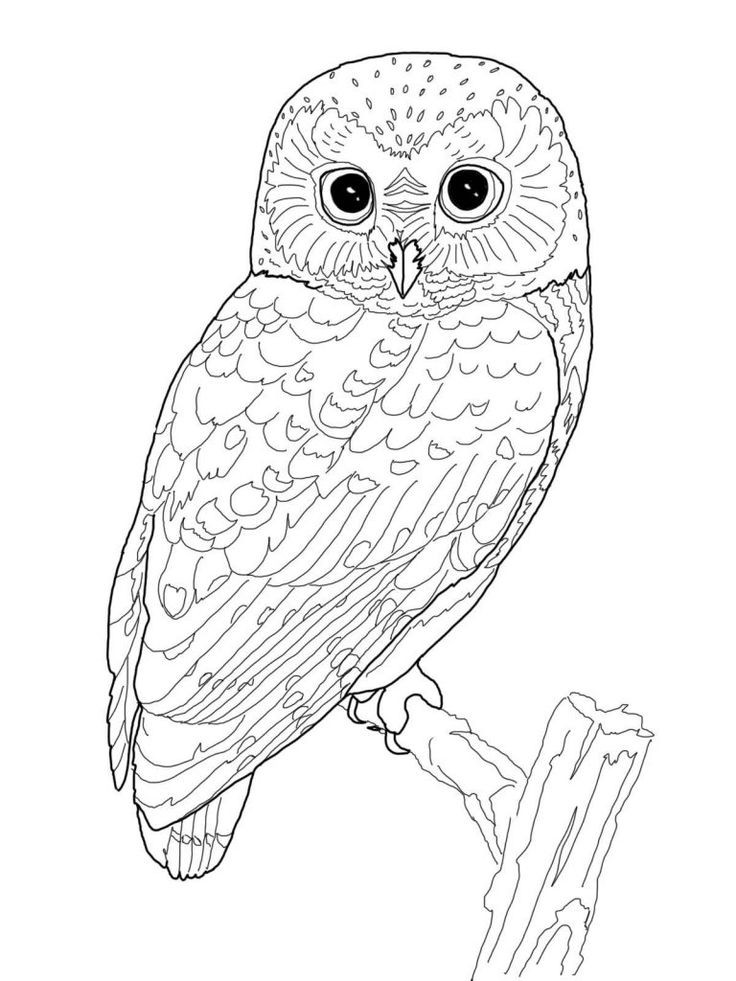 Coloring Pages For Adults Slutty Girls
 Best 25 Owl coloring pages ideas only on Pinterest