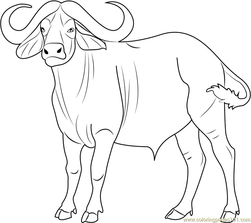 Coloring Pages For Boys Bufulo
 Cape Buffalo Coloring Page Free Buffalo Coloring Pages