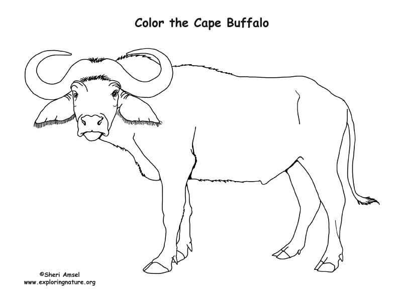 Coloring Pages For Boys Bufulo
 Cape Buffalo Coloring Page