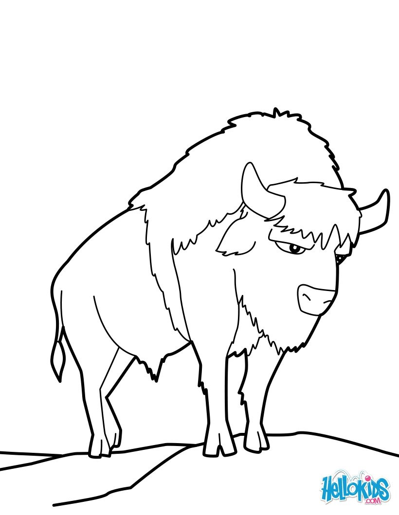 Coloring Pages For Boys Bufulo
 American buffalo coloring pages Hellokids