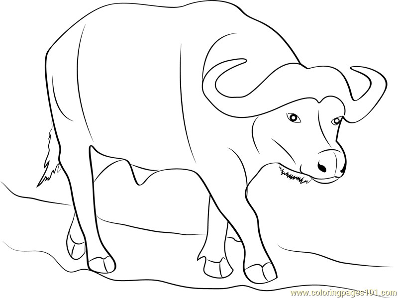 Coloring Pages For Boys Bufulo
 Buffalo Coloring Pages Kidsuki
