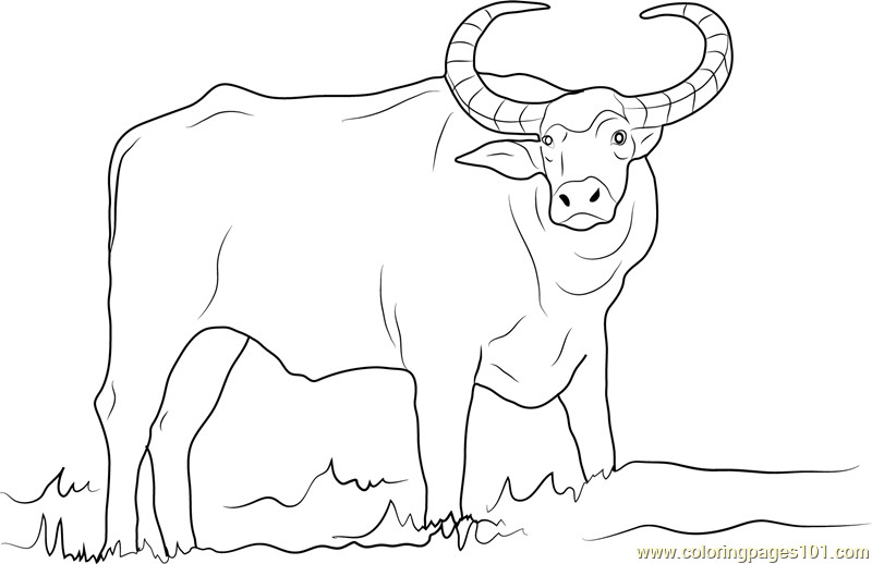 Coloring Pages For Boys Bufulo
 Asian Water Buffalo Drawing